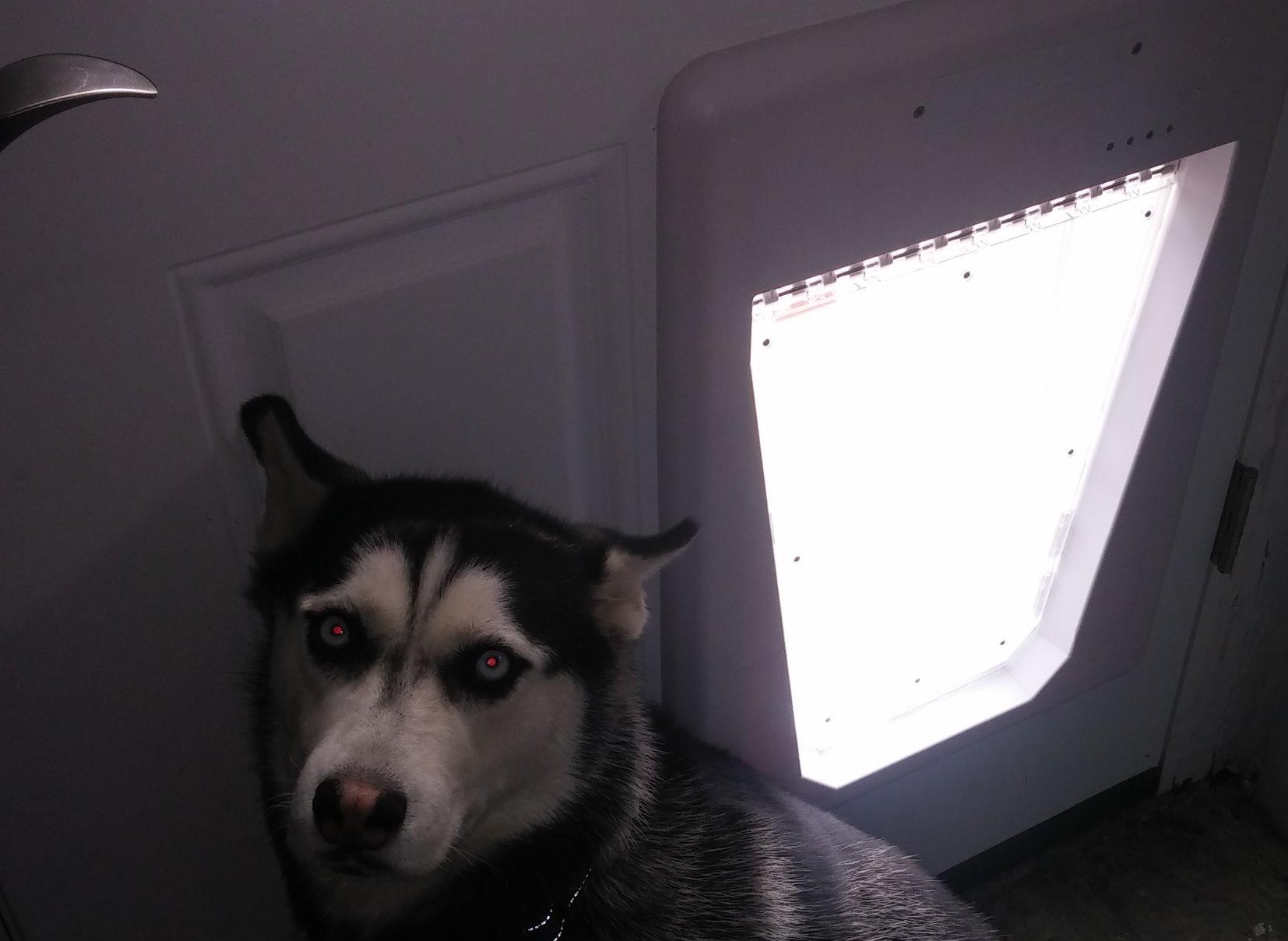 PetSafe Electronic Pet Door - Rust-Proof Programmable Smart Collar-Activated Dog or Cat Entry - Easy Installation & Space-Saving Design - Large - Fits Pets Up to 100 lb customer photo 1