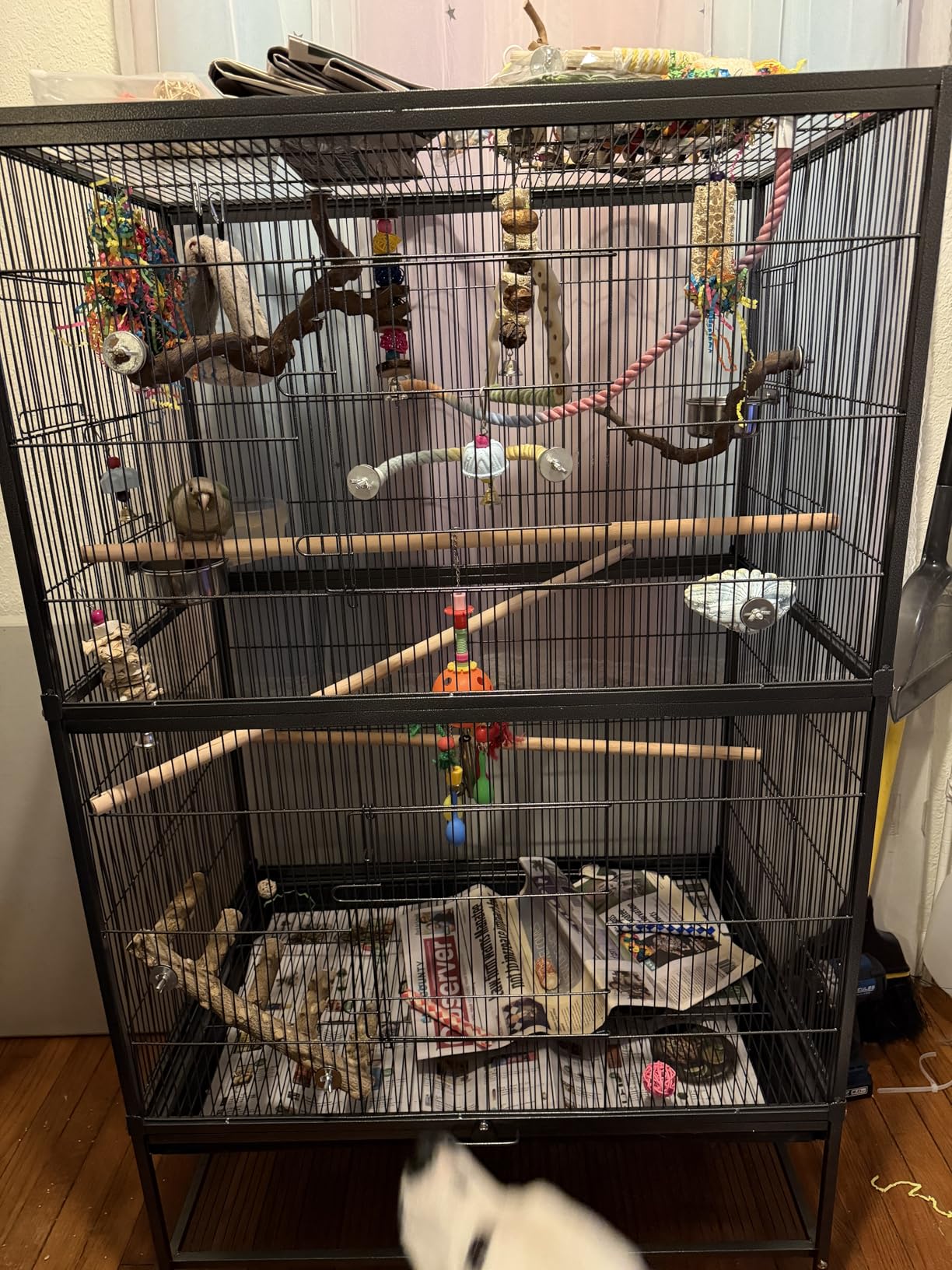 Prevue Pet Products Steel Bird Flight Cage with Wheels - Large Birdcage for Parakeets, Canaries, Finches, Cockatiels, Lovebirds, & Green Cheek, Metal Standing Birdcage - Black, Large customer photo 1