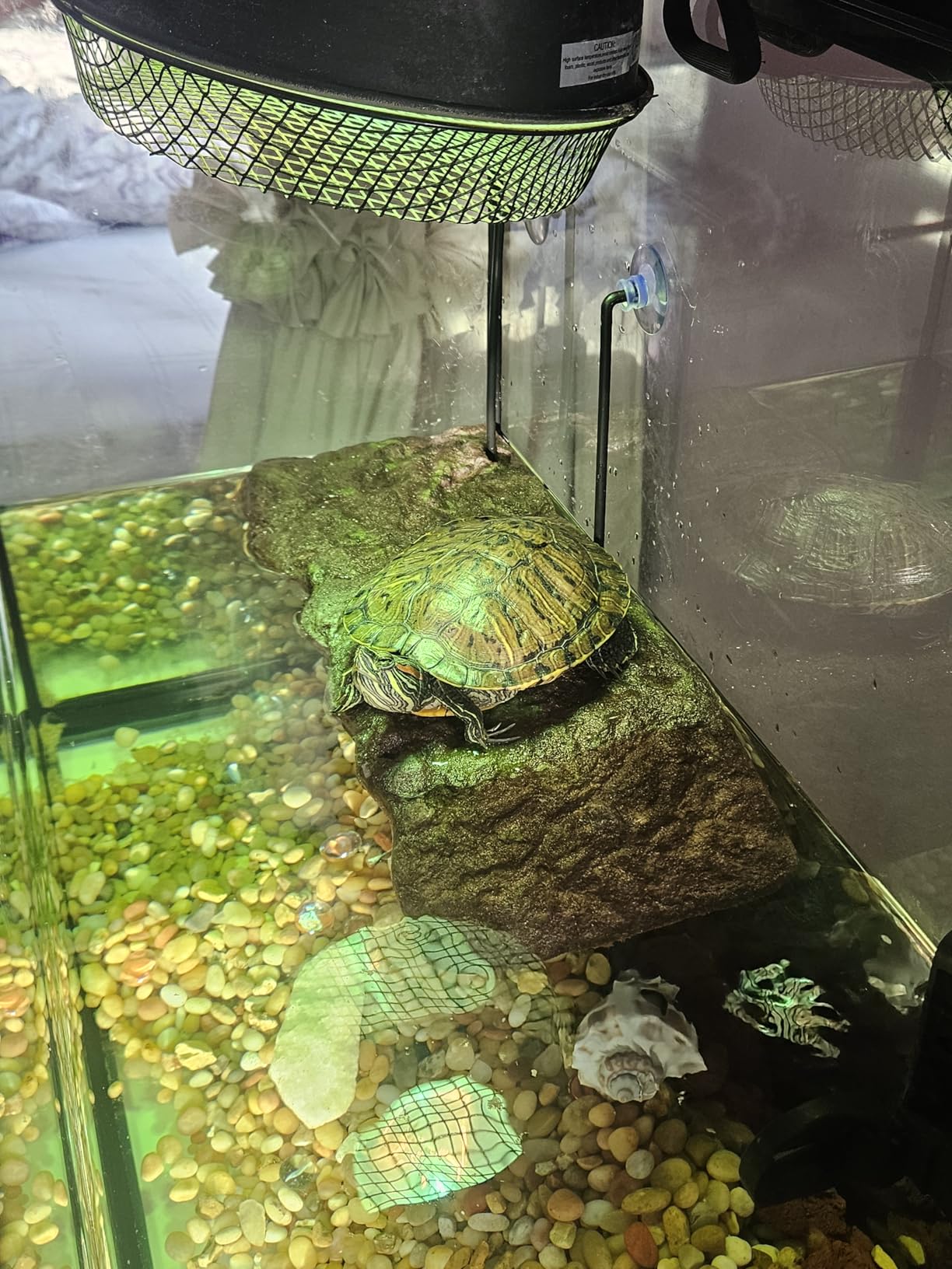 Zoo Med Turtle Dock (Large) customer photo 1