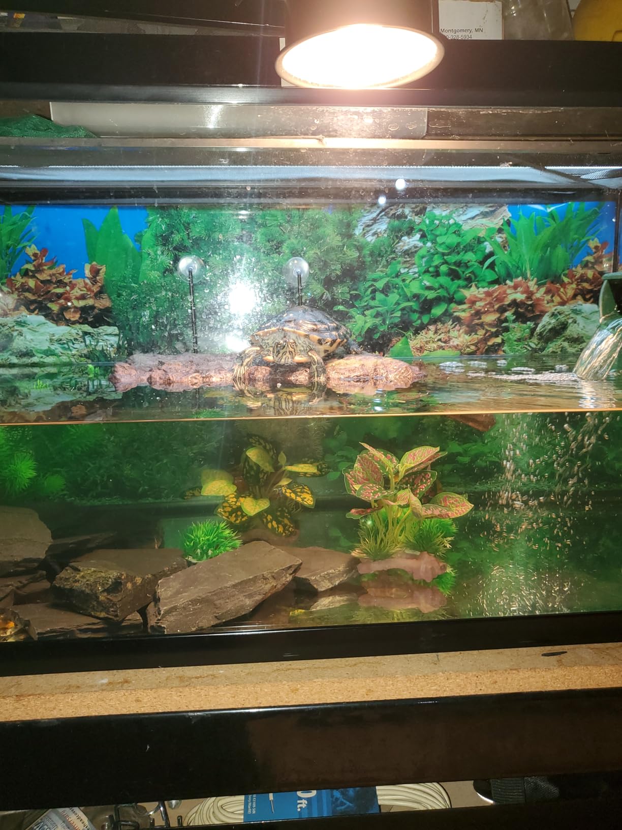 Zoo Med Turtle Dock (Large) customer photo 2