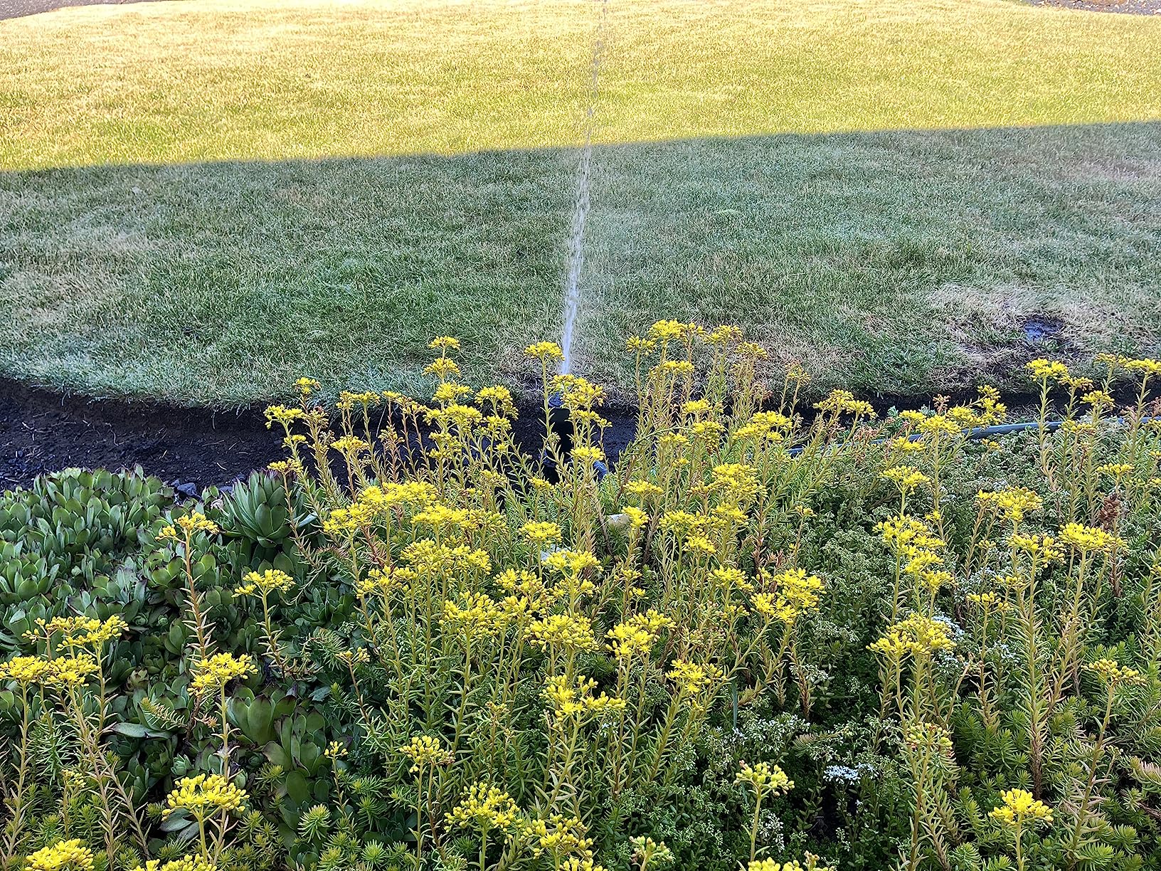 In-Ground 5-Inch Pop-Up Adjustable Sprinkler with Quick Hose Connector, QSK-741 customer photo 2