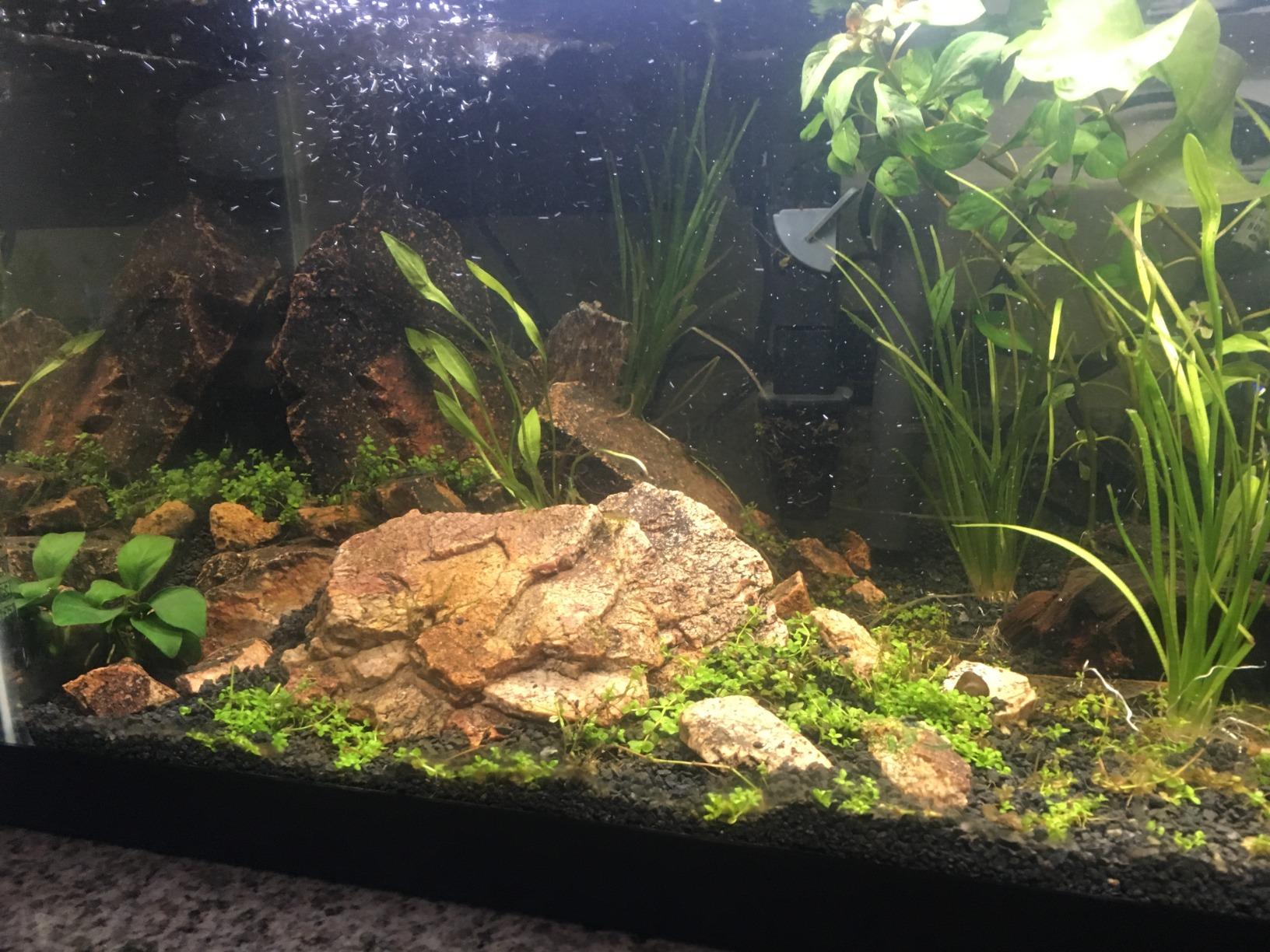 Seachem Flourite Black Clay Gravel - Stable Porous Natural Planted Aquarium Substrate 15.4 lbs customer photo 1