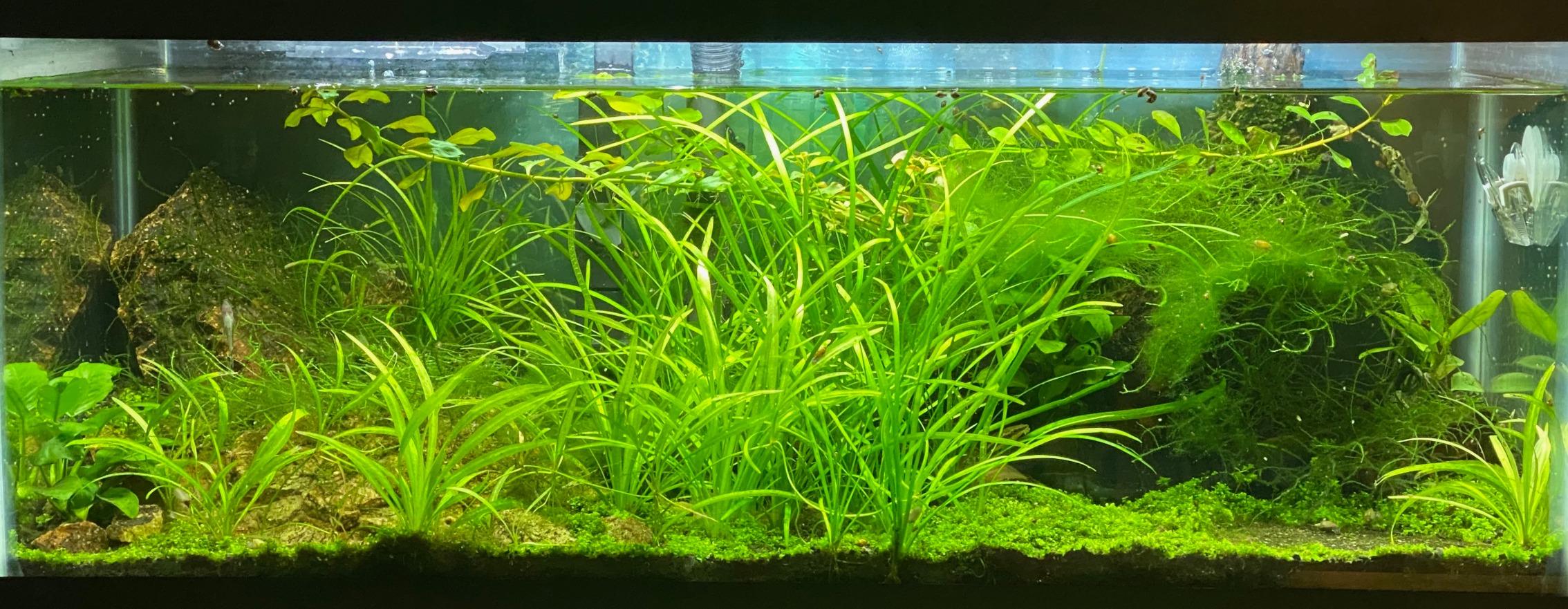 Seachem Flourite Black Clay Gravel - Stable Porous Natural Planted Aquarium Substrate 15.4 lbs customer photo 2