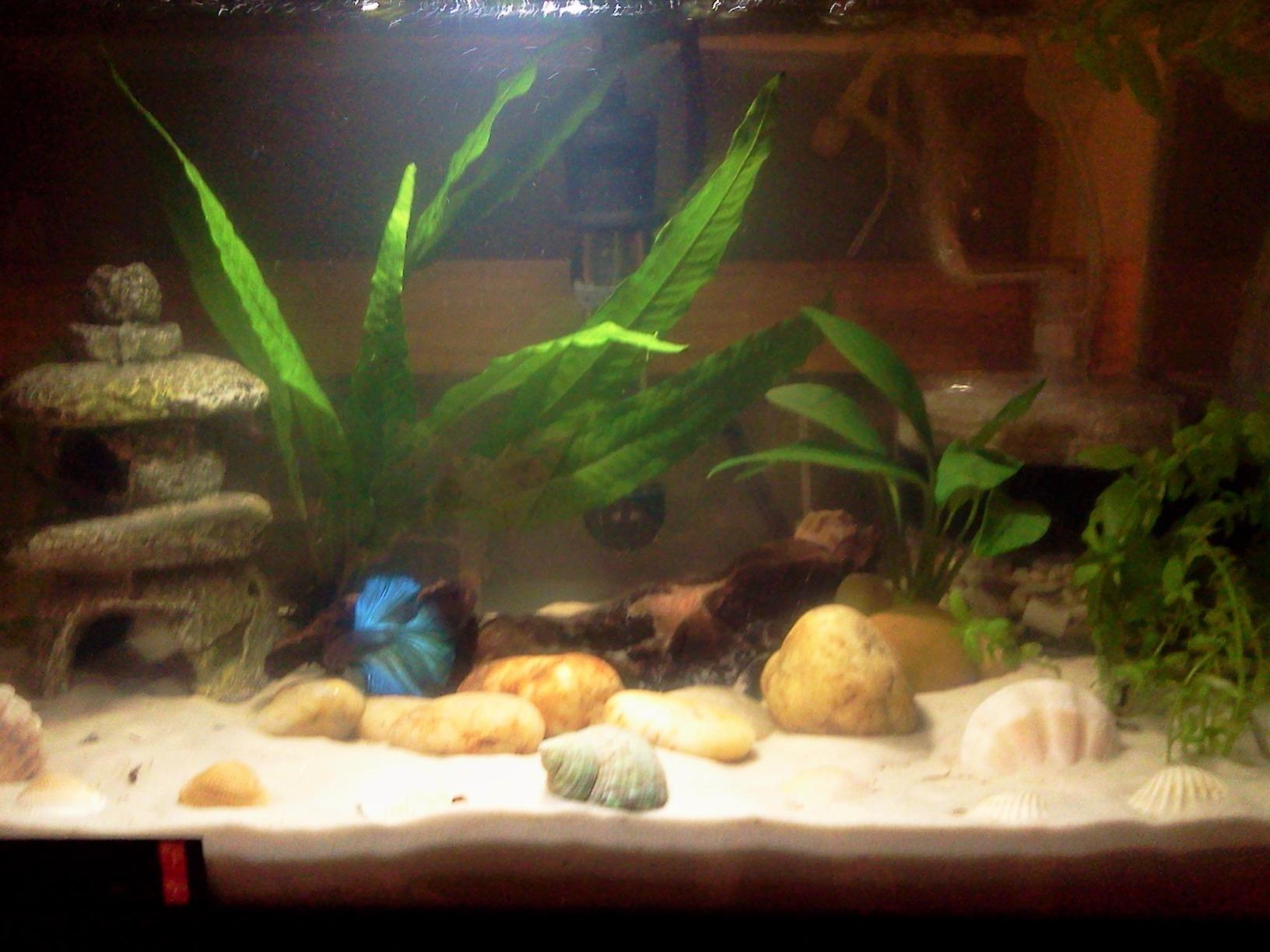 Zoo Med Laboratories AZMMAS Mopani Wood, Small, 6 to 8-Inch customer photo 2