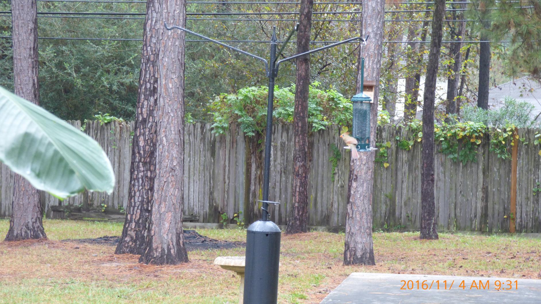 Squirrel Buster Mini Squirrel-Proof Bird Feeder for Wild Birds - 4 Metal Perches, 1 lb Seed Capacity, Chew-Proof Design, Lifetime Care, Garden Green customer photo 2