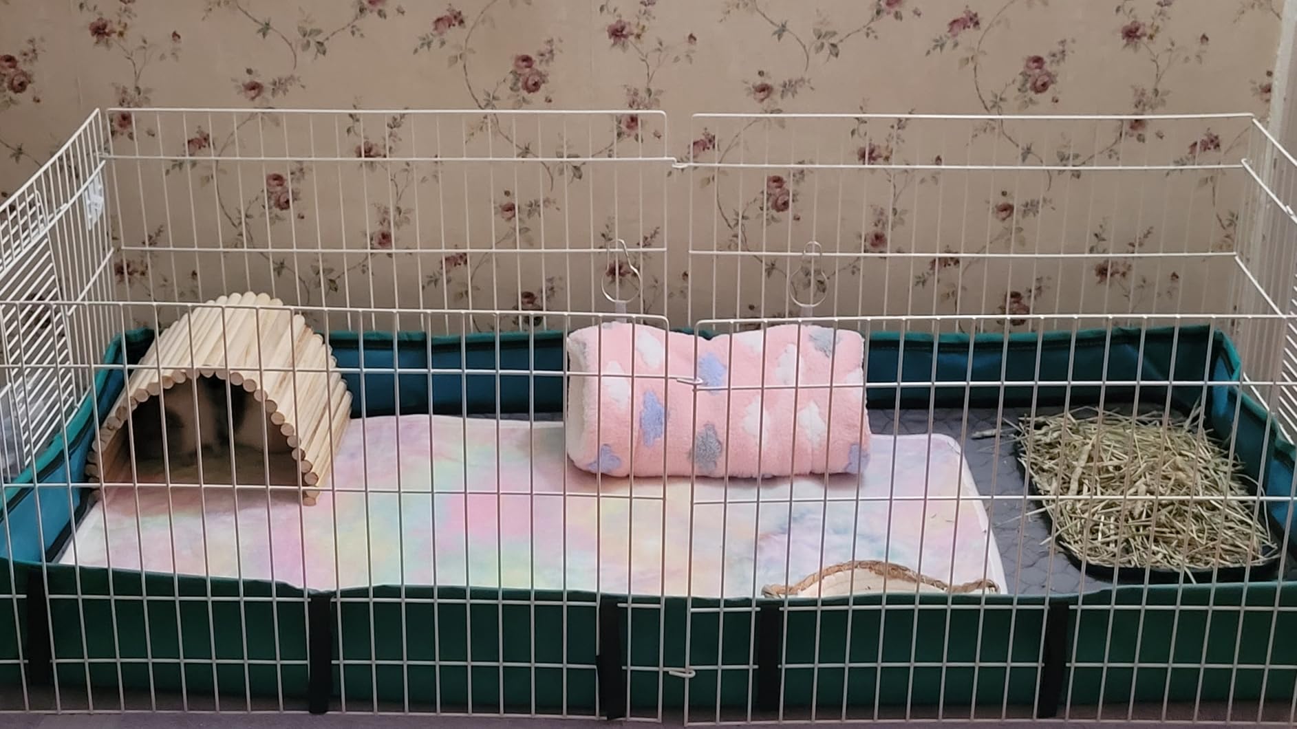 MidWest Homes for Pets Guinea Habitat Cage, Washable PVC Canvas Bottom, Secure Sides, Tool-Free Setup, Expandable Small Animal Cage for Guinea Pigs, 171GH customer photo 1