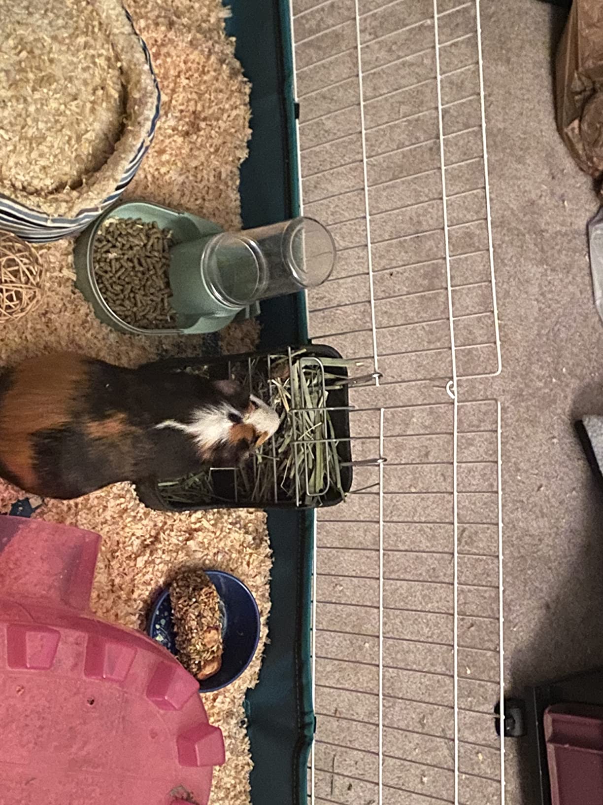 MidWest Homes for Pets Guinea Habitat Cage, Washable PVC Canvas Bottom, Secure Sides, Tool-Free Setup, Expandable Small Animal Cage for Guinea Pigs, 171GH customer photo 2