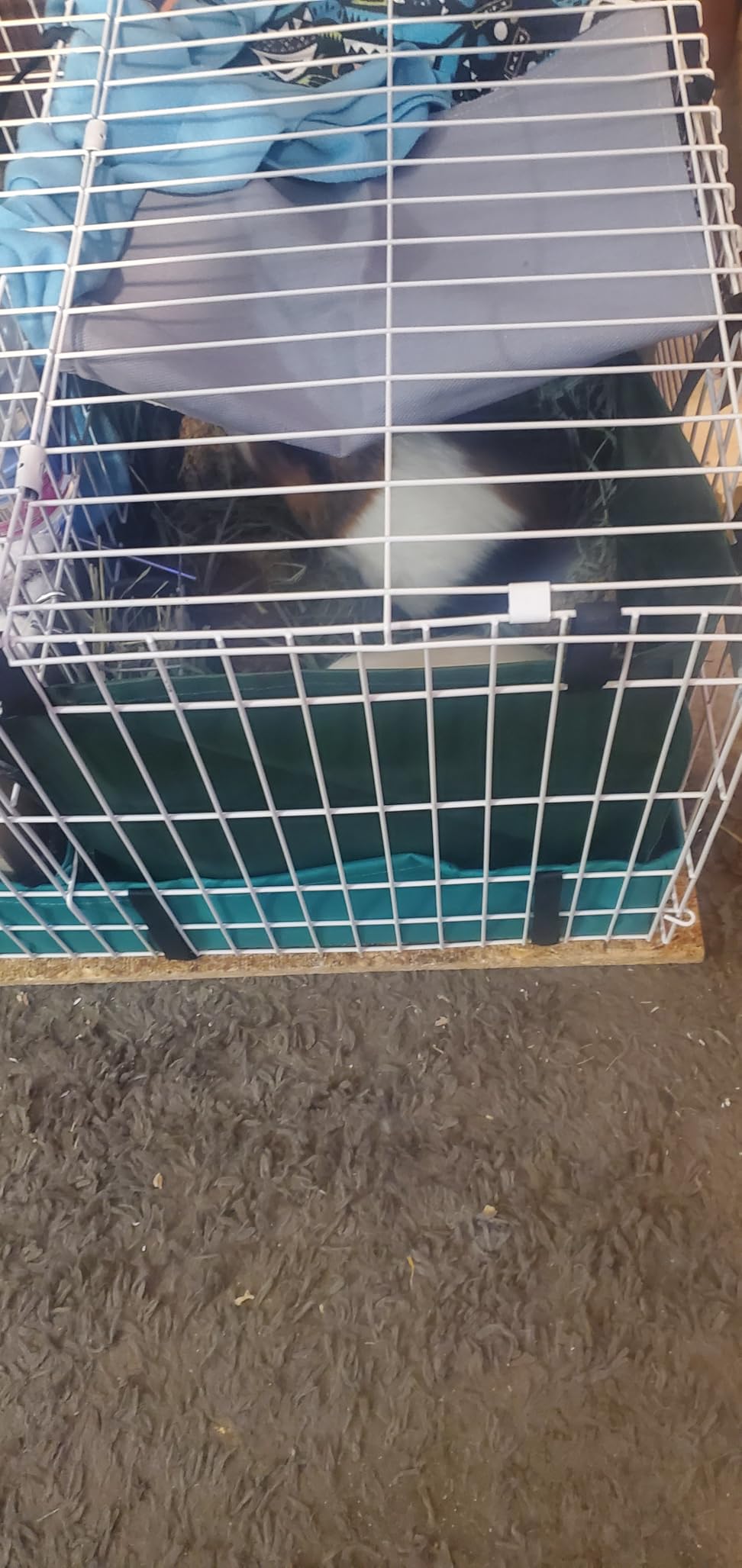 MidWest Homes for Pets Guinea Habitat Plus Cage, Includes Divider Panel and Hinged Top, Washable PVC Canvas Bottom, Expandable Small Animal Cage for Guinea Pigs, 171GHP customer photo 2