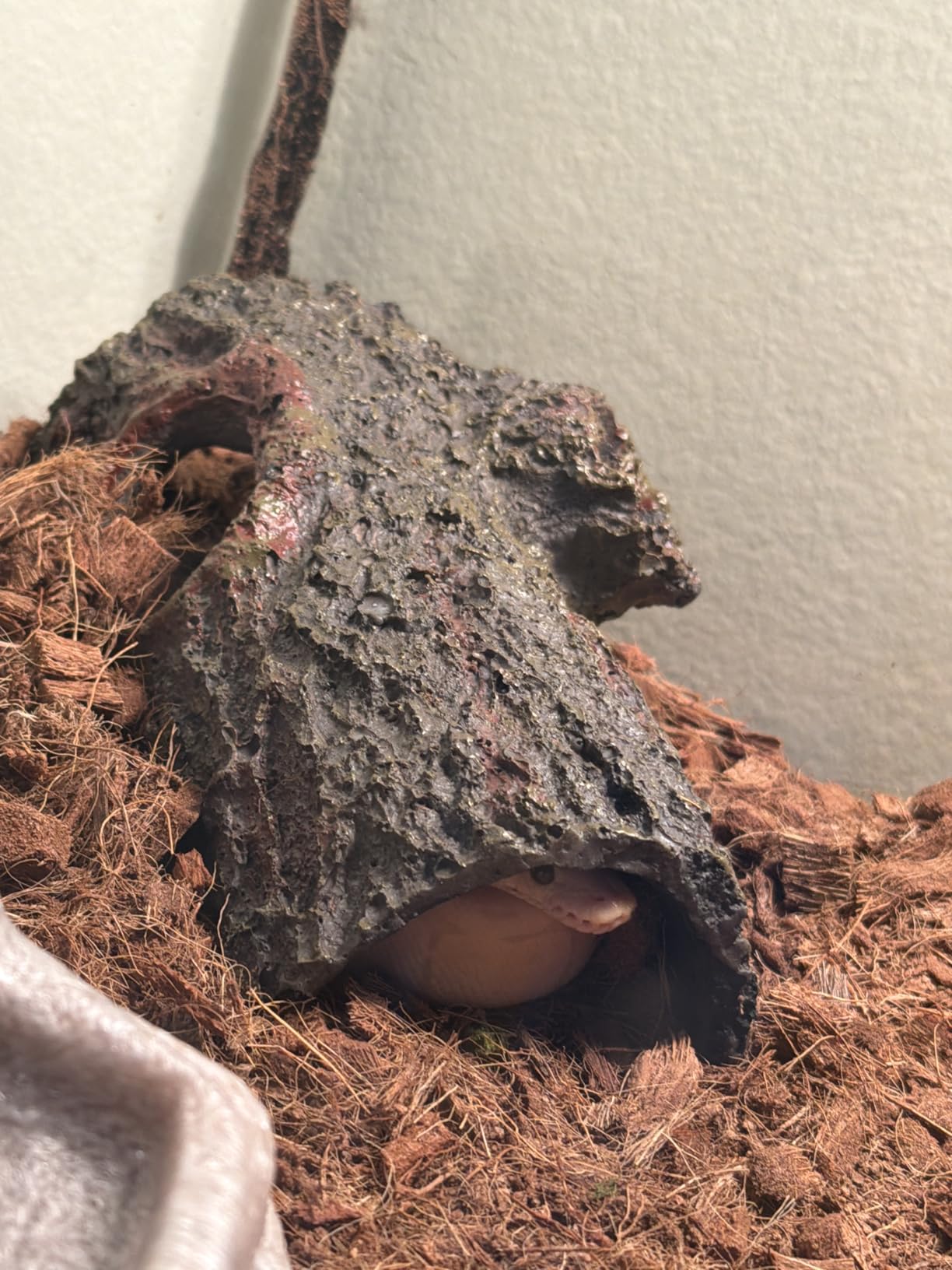 Zilla Pet Reptile Bark Bends Terrarium Decor, Medium, Brown customer photo 1