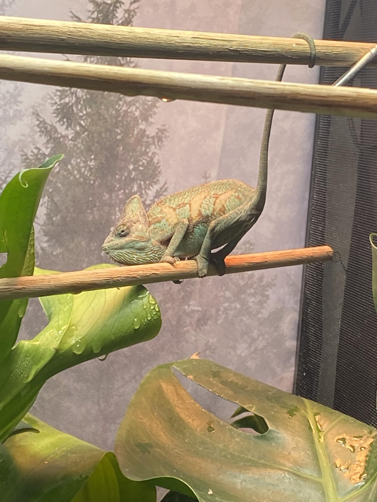 Zoo Med Reptibreeze Open Air Screen Cage 24x24x48 customer photo 1