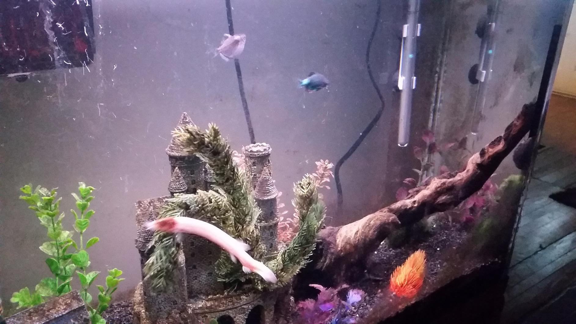 Fluval M 100-Watt Submersible Aquarium Heater - Compact, High-Performance, Reliable Heating For Fresh & Saltwater Tanks customer photo 2