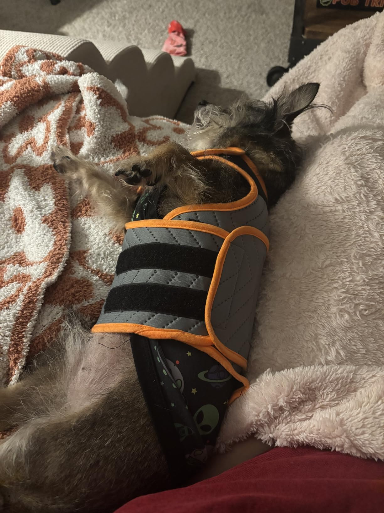 ThunderShirt for Dogs, Medium, Heather Gray Classic - Dog Anxiety Relief Calming Vest customer photo 1