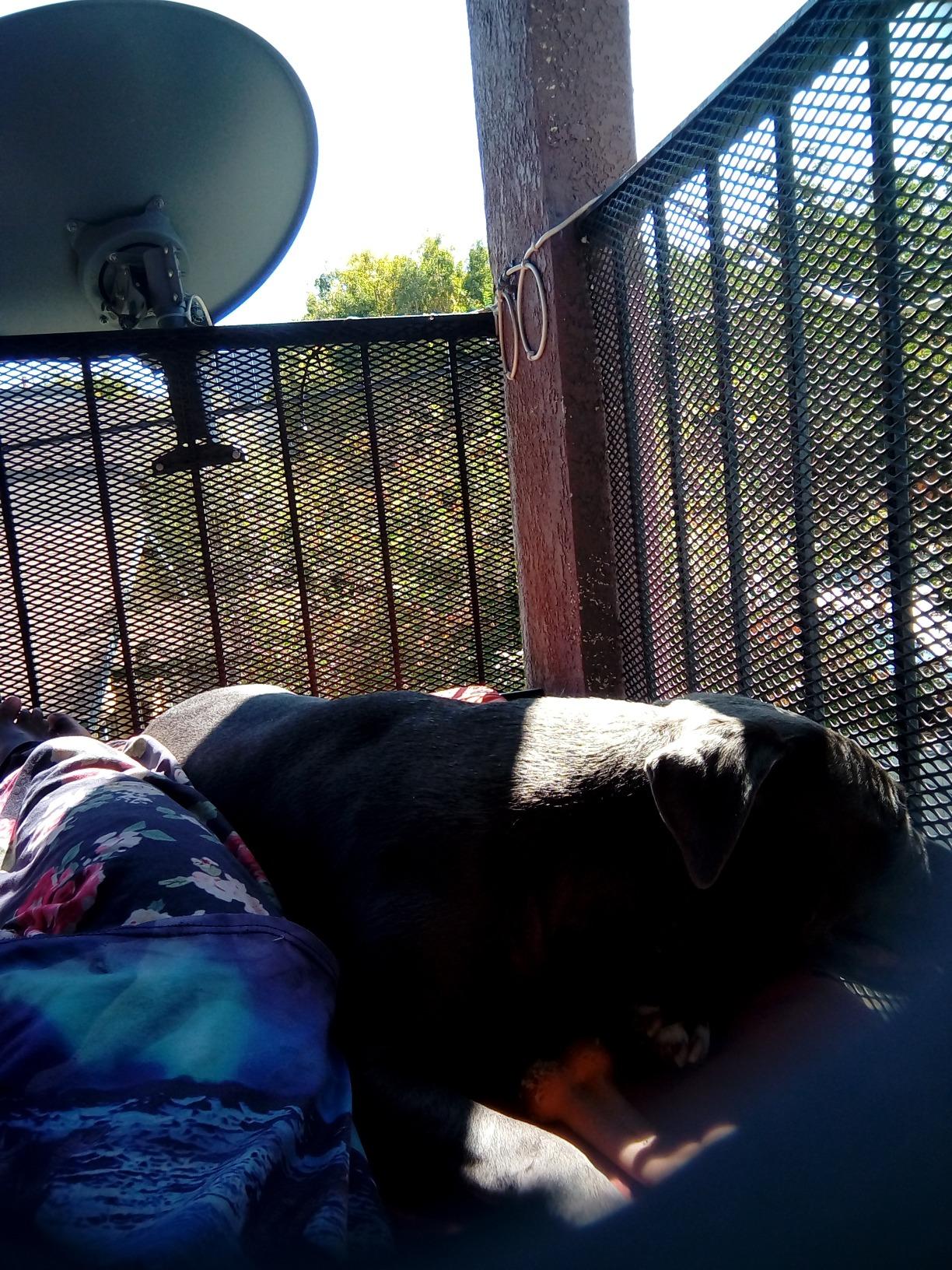 Coleman Trailhead II Large Folding Cot with Easy Setup & Takedown, Supports Adults up to 6ft 2in or 300lbs, Great for Camping, Lounging, Elevated Sleeping, Guests, & More customer photo 1