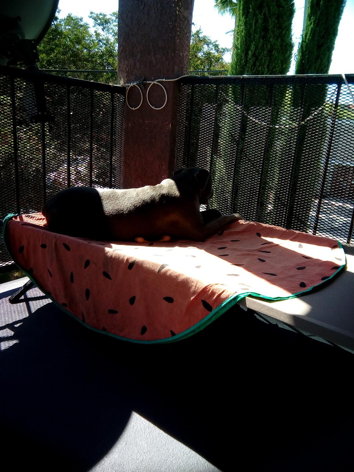 Coleman Trailhead II Large Folding Cot with Easy Setup & Takedown, Supports Adults up to 6ft 2in or 300lbs, Great for Camping, Lounging, Elevated Sleeping, Guests, & More customer photo 2