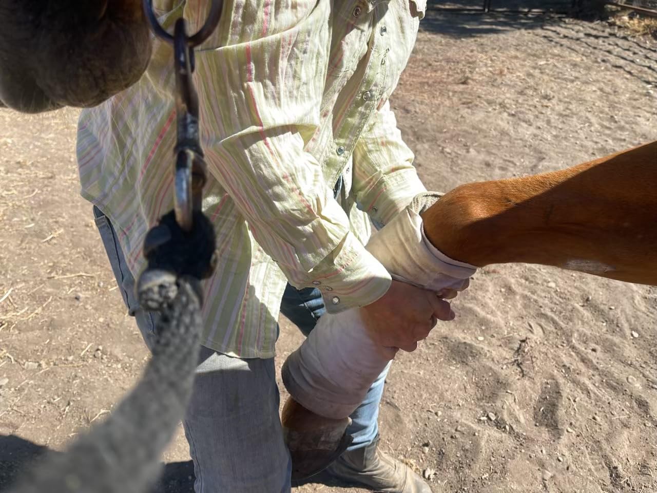 Absorbine Flex+Max Horse Joint Supplement Pellets, Highly Palatable, Comprehensive Equine Formula with Glucosamine, MSM, Chondroitin & Flaxseed, 10lb Tub / 60 Day Supply customer photo 1