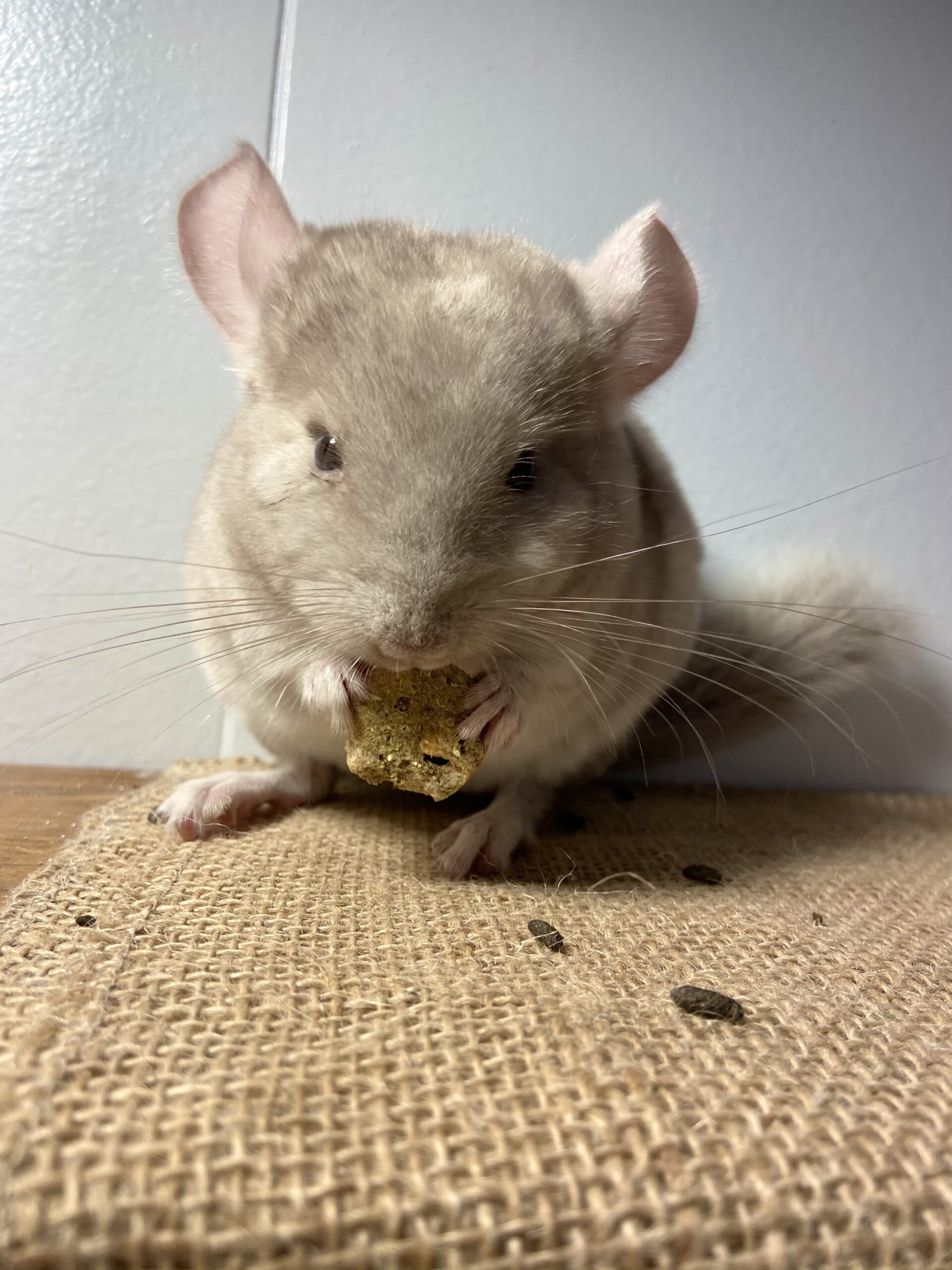 Lixit Blue Beauty Chinchilla Dust Powder - Dry Bath Grooming Dust for Hamsters, Gerbil, Degus, and Small Animals - Made in The USA (3 Pound) customer photo 1