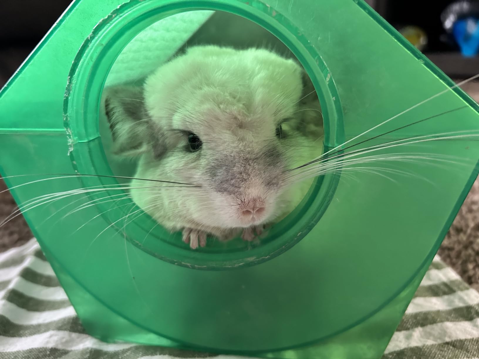 Lixit Blue Beauty Chinchilla Dust Powder - Dry Bath Grooming Dust for Hamsters, Gerbil, Degus, and Small Animals - Made in The USA (3 Pound) customer photo 2