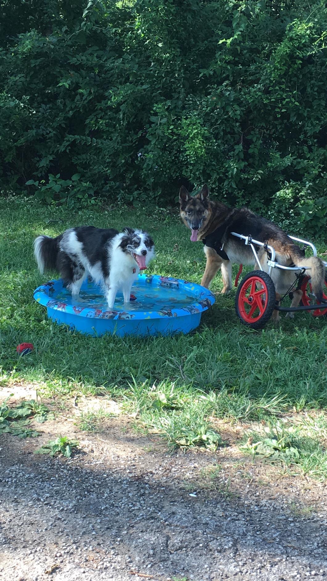 Large Back Leg Dog Wheelchair | 2.0 Design | 2026 Updated Model customer photo 1