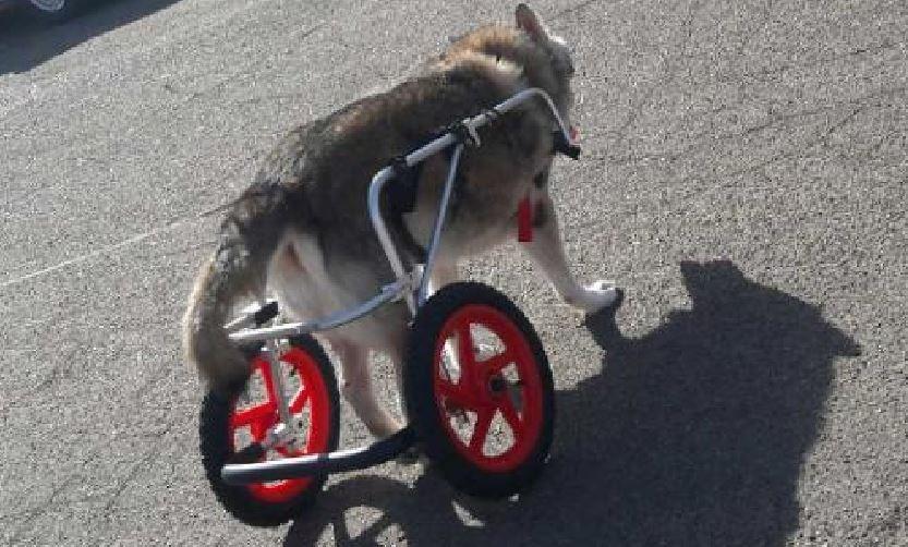 Large Back Leg Dog Wheelchair | 2.0 Design | 2026 Updated Model customer photo 2