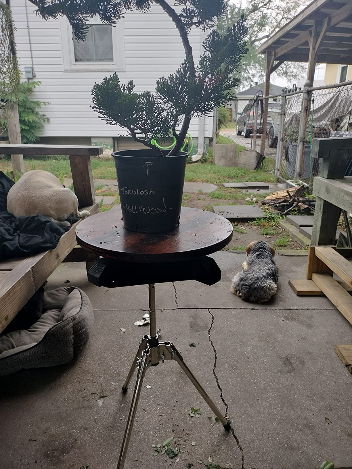 Bonsai Turn Table customer photo 1