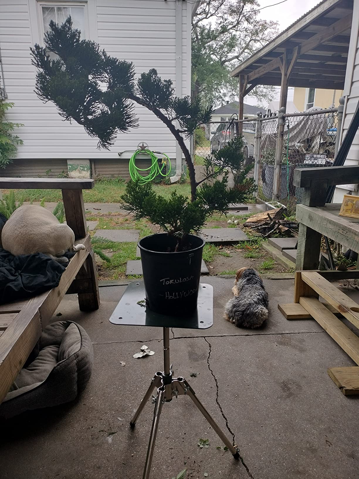 Bonsai Turn Table customer photo 2