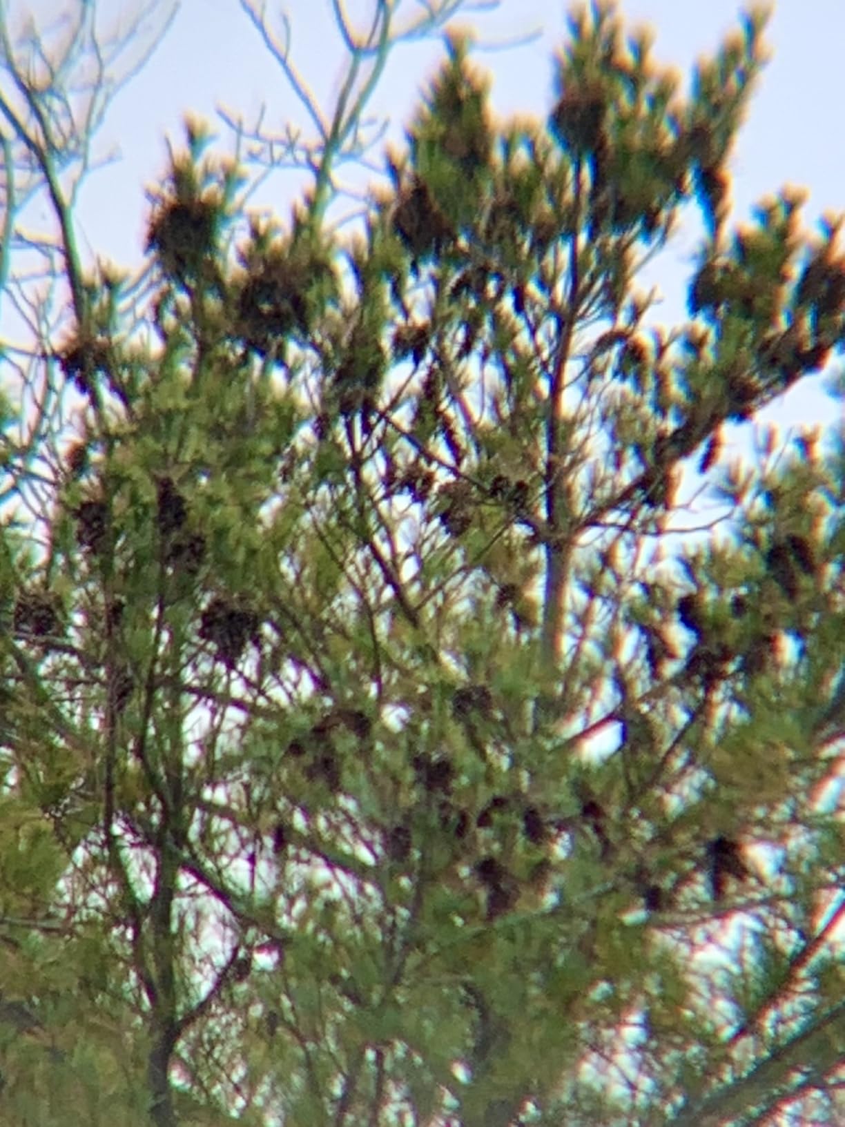 Celestron - Outland X 8x42 Binoculars - Ideal for Birding and Outdoors - 42mm Objective Lenses - Wide 7 Degree Field of View - BaK-4 Prisms - Multi-Coated - Waterproof and Fogproof customer photo 1