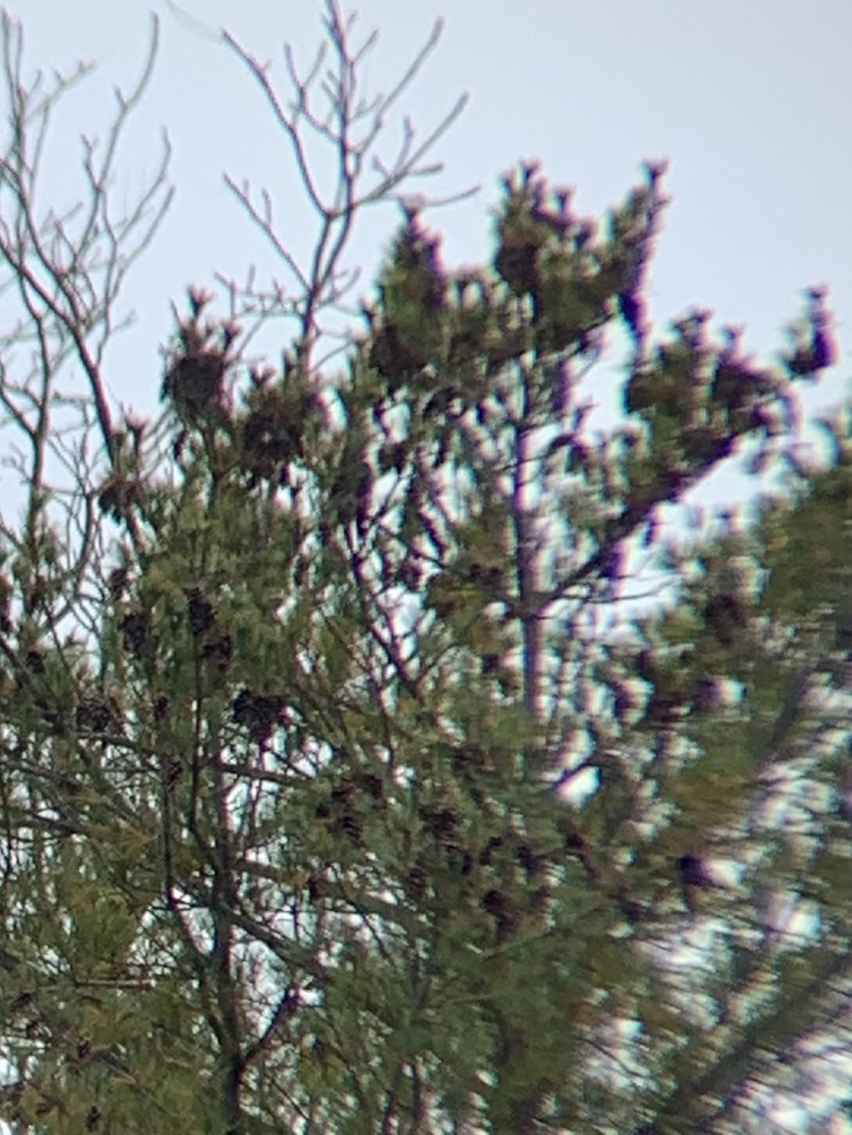 Celestron - Outland X 8x42 Binoculars - Ideal for Birding and Outdoors - 42mm Objective Lenses - Wide 7 Degree Field of View - BaK-4 Prisms - Multi-Coated - Waterproof and Fogproof customer photo 2