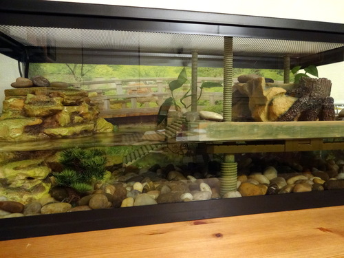 Penn-Plax Reptology Aquatic Turtle Pier and Basking Platform | Floating Above Tank | Decorative, Functional, and Naturally Inspired for Aquariums and Terrariums | Large Size (REP603) customer photo 1