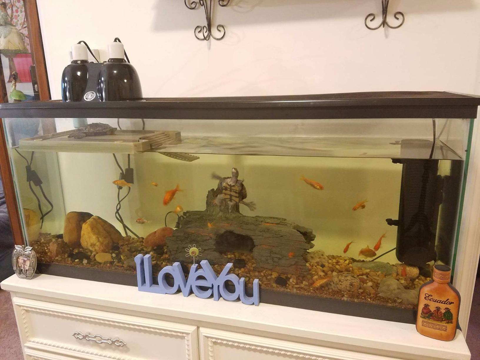 Penn-Plax Reptology Aquatic Turtle Pier and Basking Platform | Floating Above Tank | Decorative, Functional, and Naturally Inspired for Aquariums and Terrariums | Large Size (REP603) customer photo 2