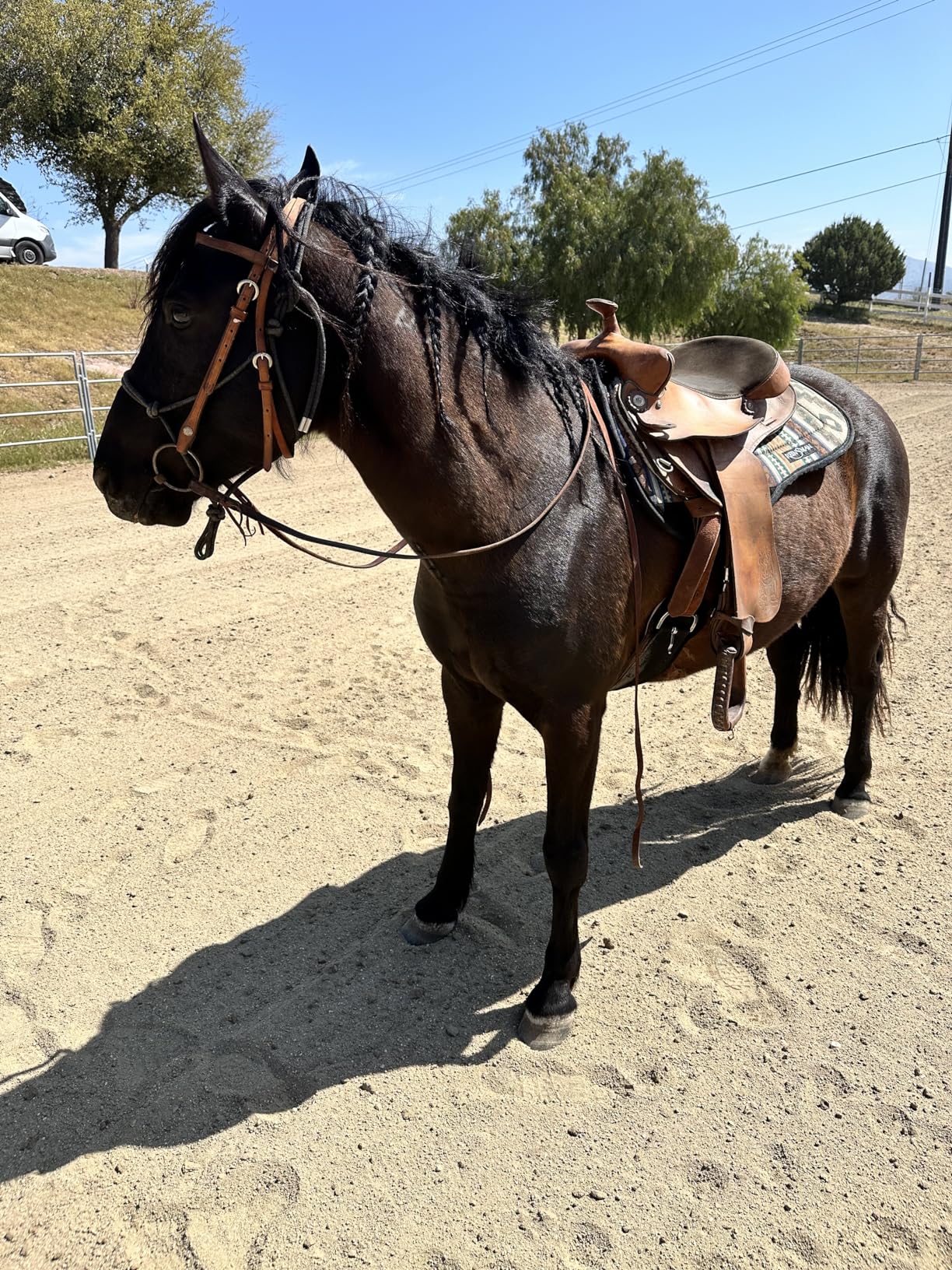 Reinsman Contoured Trail Pad with Breathable Non-Slip Tacky Too Bottom - Comfortable Durable Shock-Absorbing Stain & UV Resistant Horse Saddle Pad with Spine Relief Channel - 30