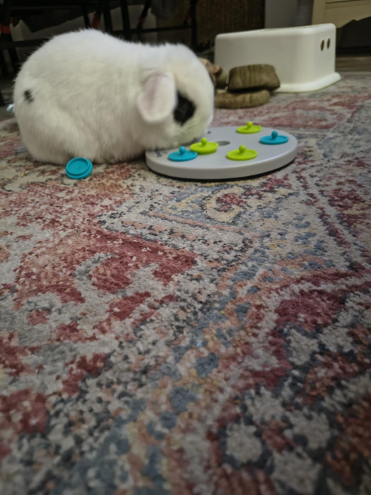 Trixie Rabbit Snack Board, Interactive Toy, Small Animal Puzzle, Mental Stimulation, Rabbit, Ferret, Bunny, Chinchilla customer photo 1