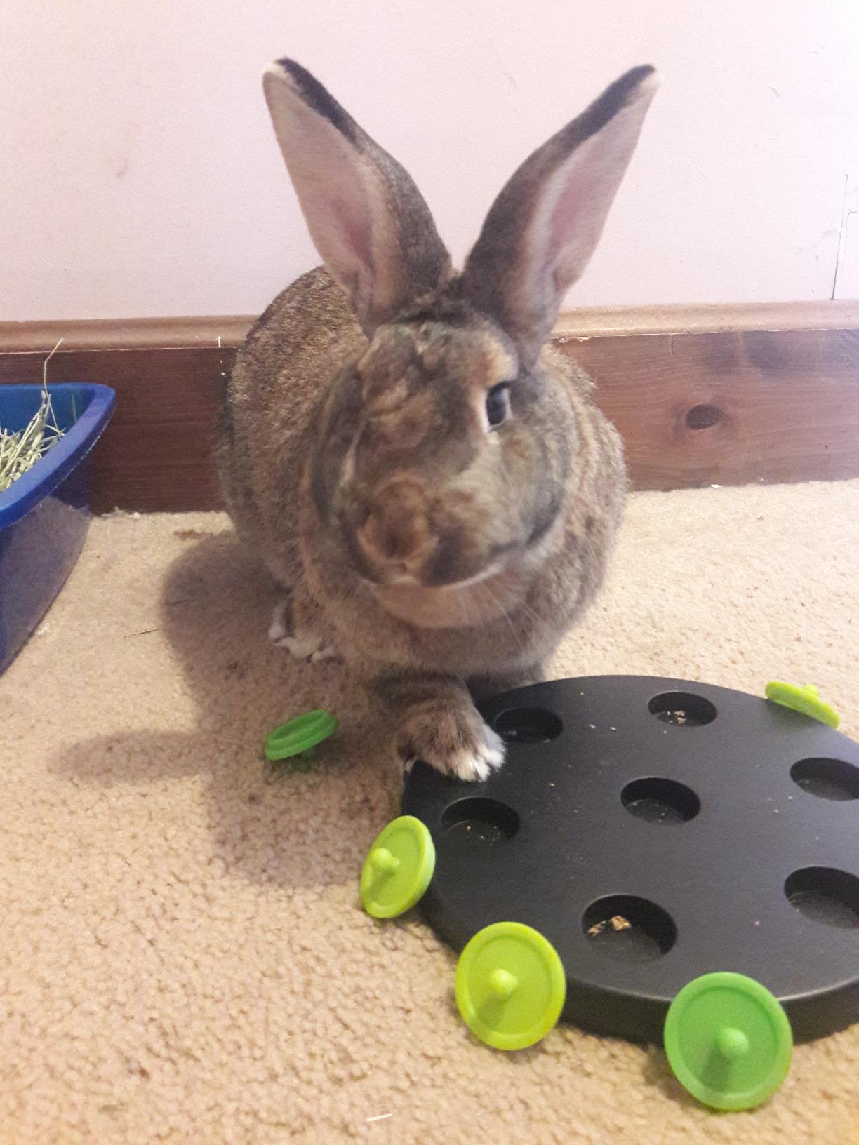 Trixie Rabbit Snack Board, Interactive Toy, Small Animal Puzzle, Mental Stimulation, Rabbit, Ferret, Bunny, Chinchilla customer photo 2