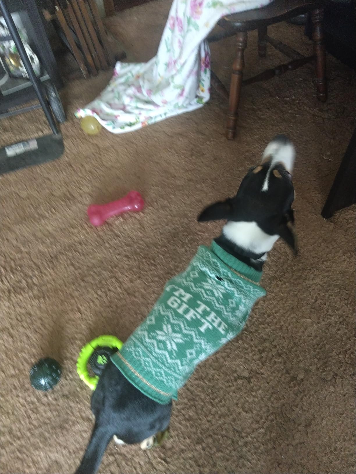 PetSafe Stay & Play Compact Wireless Fence - Covers Up to 3/4 Acre - for Dogs 5lb+ - Portable and No Digging Required customer photo 1