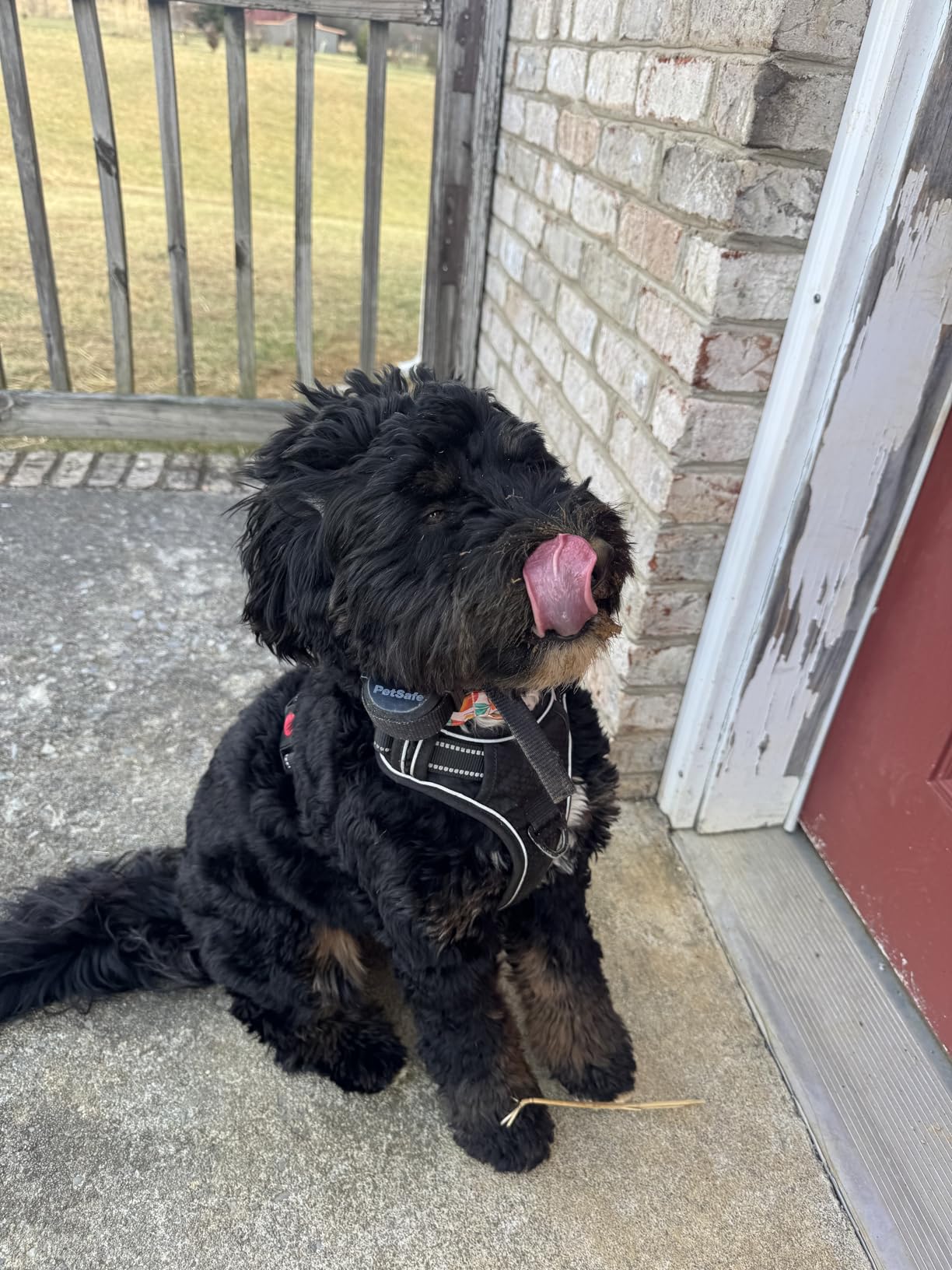 PetSafe Stay & Play Compact Wireless Fence - Covers Up to 3/4 Acre - for Dogs 5lb+ - Portable and No Digging Required customer photo 2