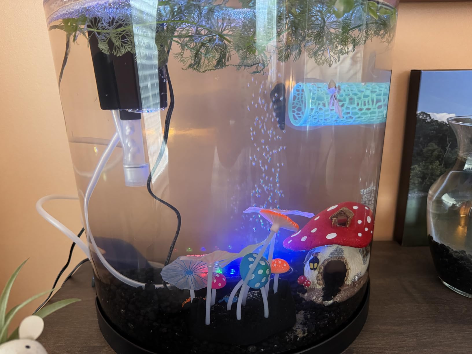 Tetra 3 Gallon Small Fish Tank, Aquarium Starter Kit, with Filter, Air pump, & Color Changing Light, Half Moon shape, for Gold Fish & Betta customer photo 1