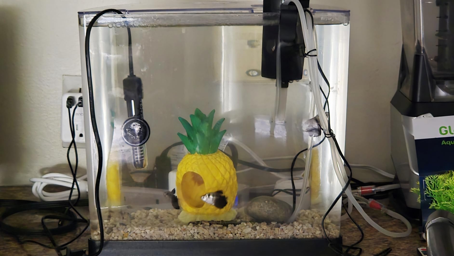 Tetra 3 Gallon Small Fish Tank, Aquarium Starter Kit, with Filter, Air pump, & Color Changing Light, Half Moon shape, for Gold Fish & Betta customer photo 2