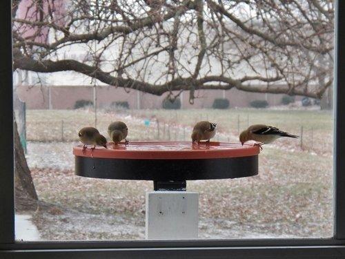 Farm Innovators BD-75 All Seasons 3 in 1 Outdoor 14 Inch Heated Birdbath with 3 Mounting Options, 75 Watts, Terracotta customer photo 1