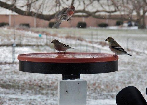 Farm Innovators BD-75 All Seasons 3 in 1 Outdoor 14 Inch Heated Birdbath with 3 Mounting Options, 75 Watts, Terracotta customer photo 2