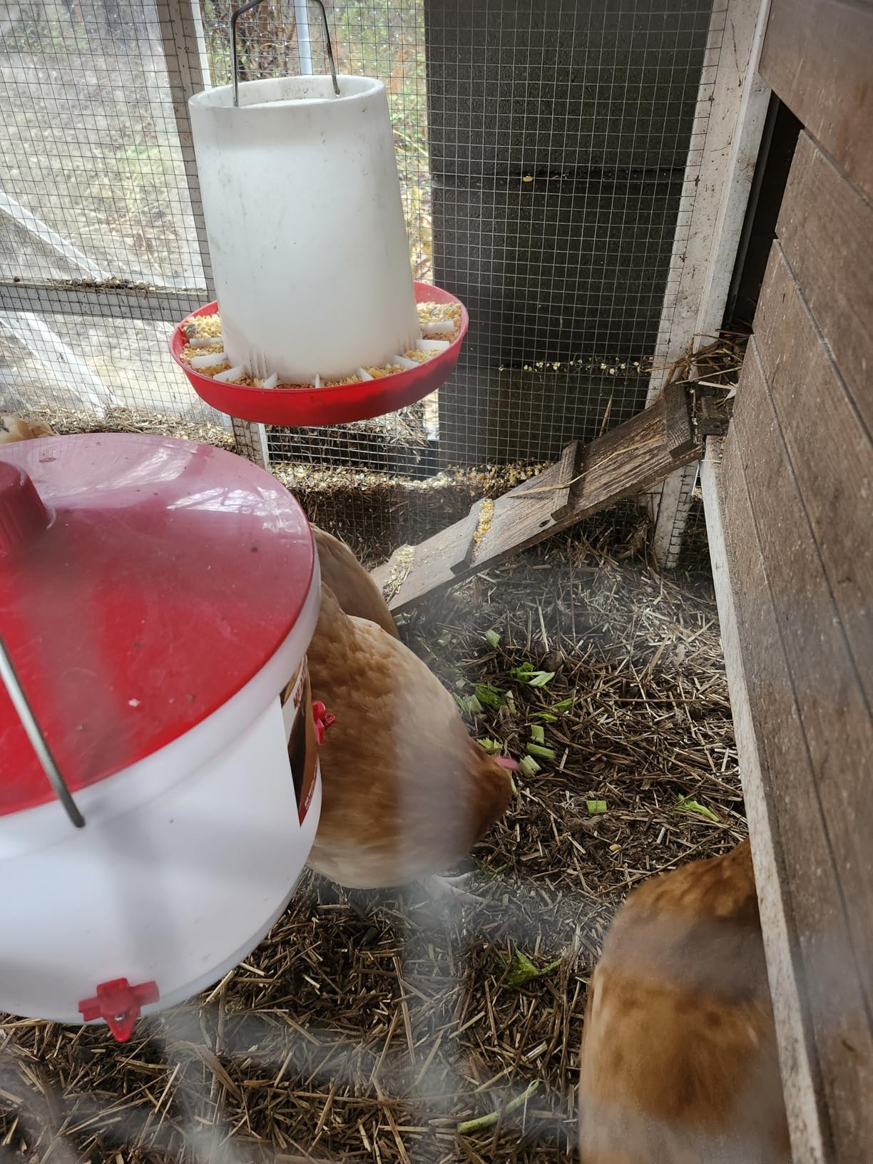 Farm Innovators HB-60P Thermostatically Controlled Heated 2 Gallon Plastic Outdoor Year Round Poultry Chicken Water Bucket Drinker, White/Red | Thermostatically controlled to keep water from freezing, side mounted drip-free/freeze-free nipples for up to 15 chickens customer photo 1