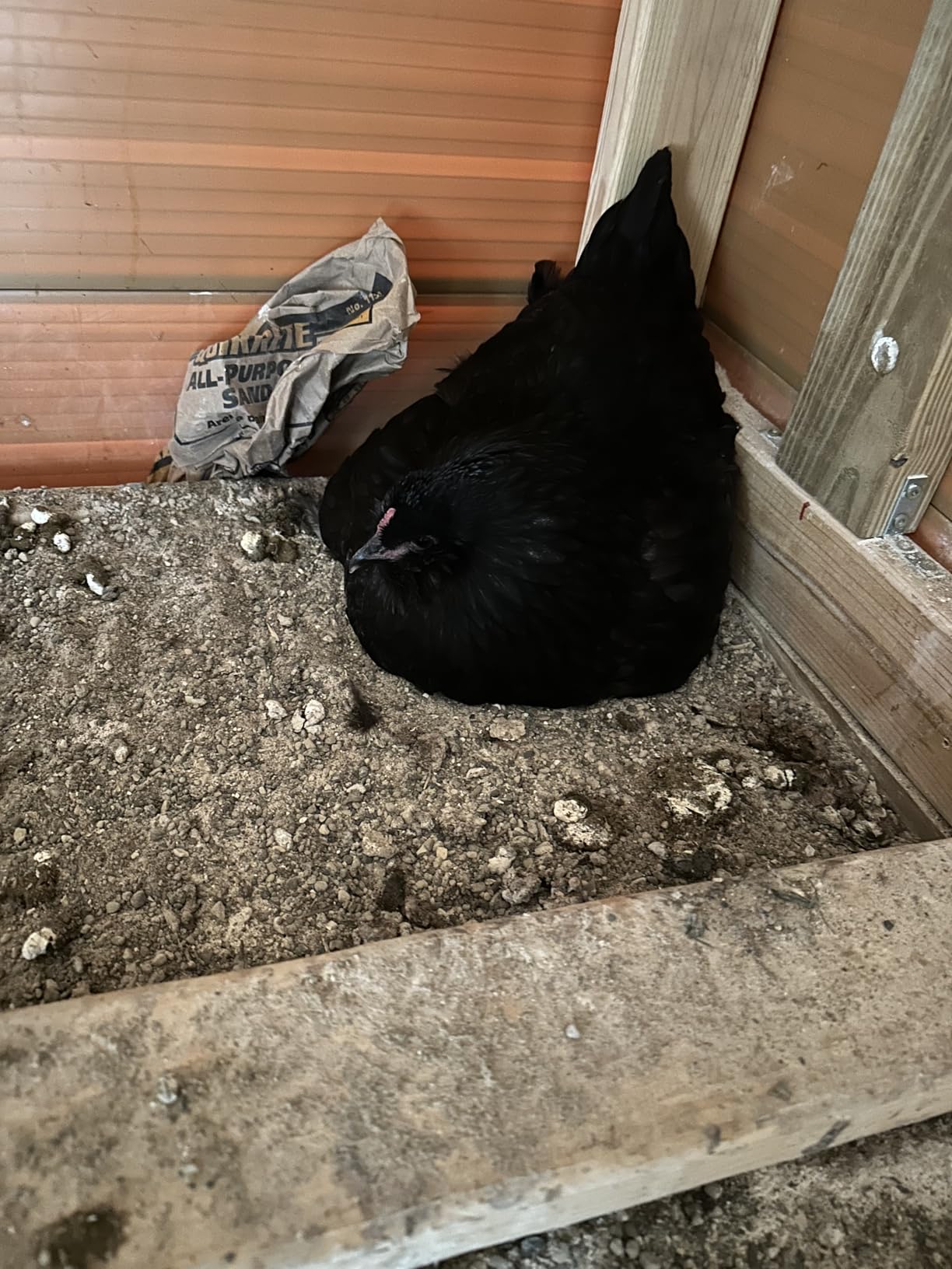 Little Giant Single Plastic Nesting Box Chicken Nest Box with Perch (Item No. 163620) customer photo 1