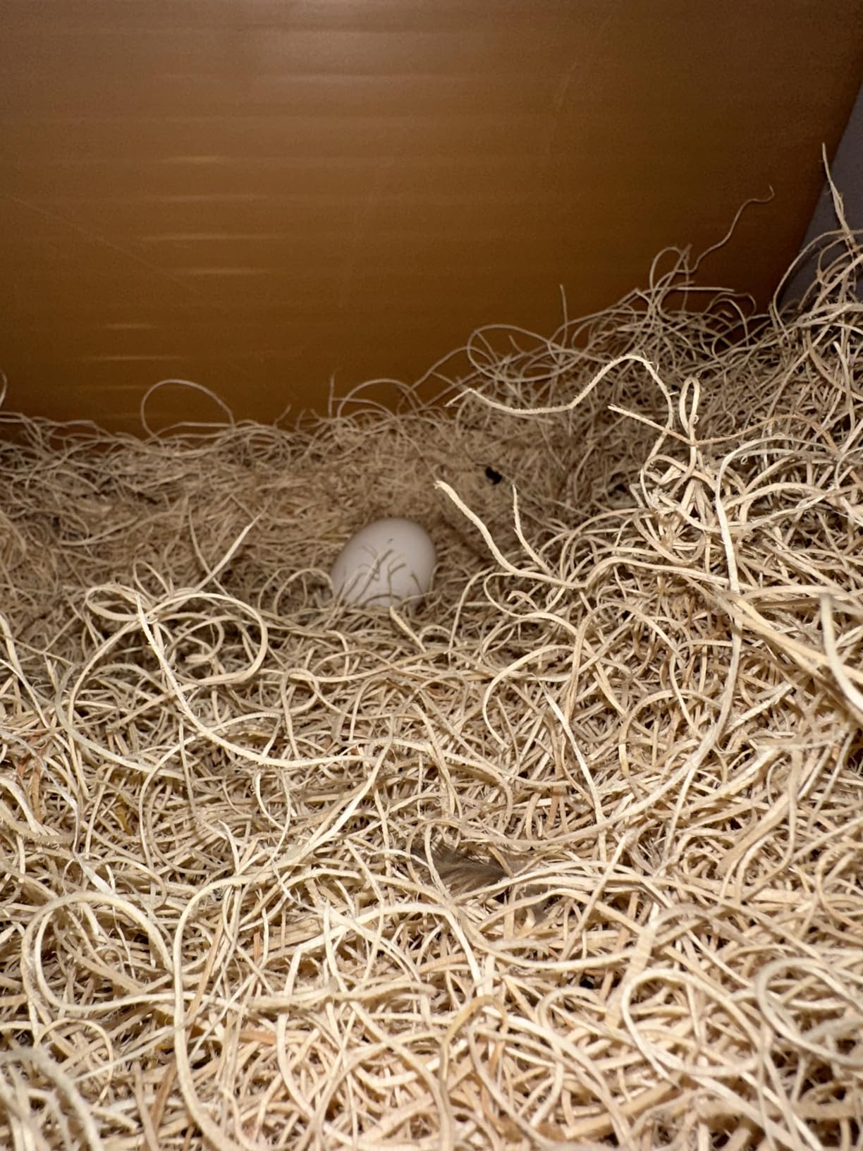 Little Giant Single Plastic Nesting Box Chicken Nest Box with Perch (Item No. 163620) customer photo 2