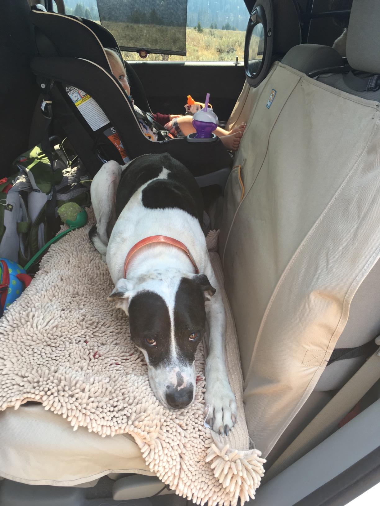 Kurgo Rover Bench Dog Seat Cover, Car Bench Seat Covers for Pets, Dog Back Seat Cover Protector, Water Resistant, Contains Seat Anchors, Scratch Proof, 55 Wide customer photo 1