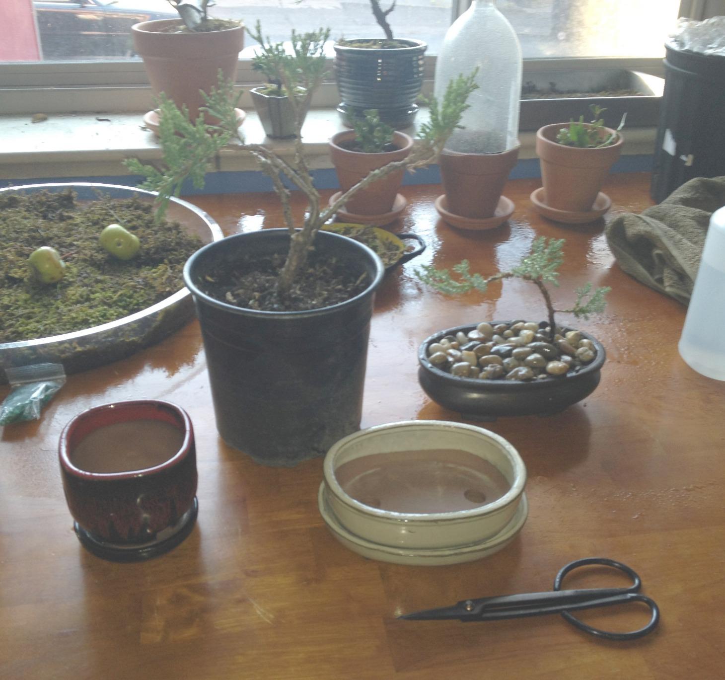 BambooMN Bonsai Basics Set - 8