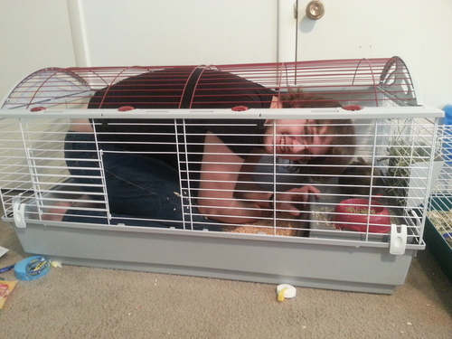 Living World - Deluxe Hybrid Habitat, X-Large - Rabbit, Guinea Pig, Chinchillas, and Small Animal Cage customer photo 1