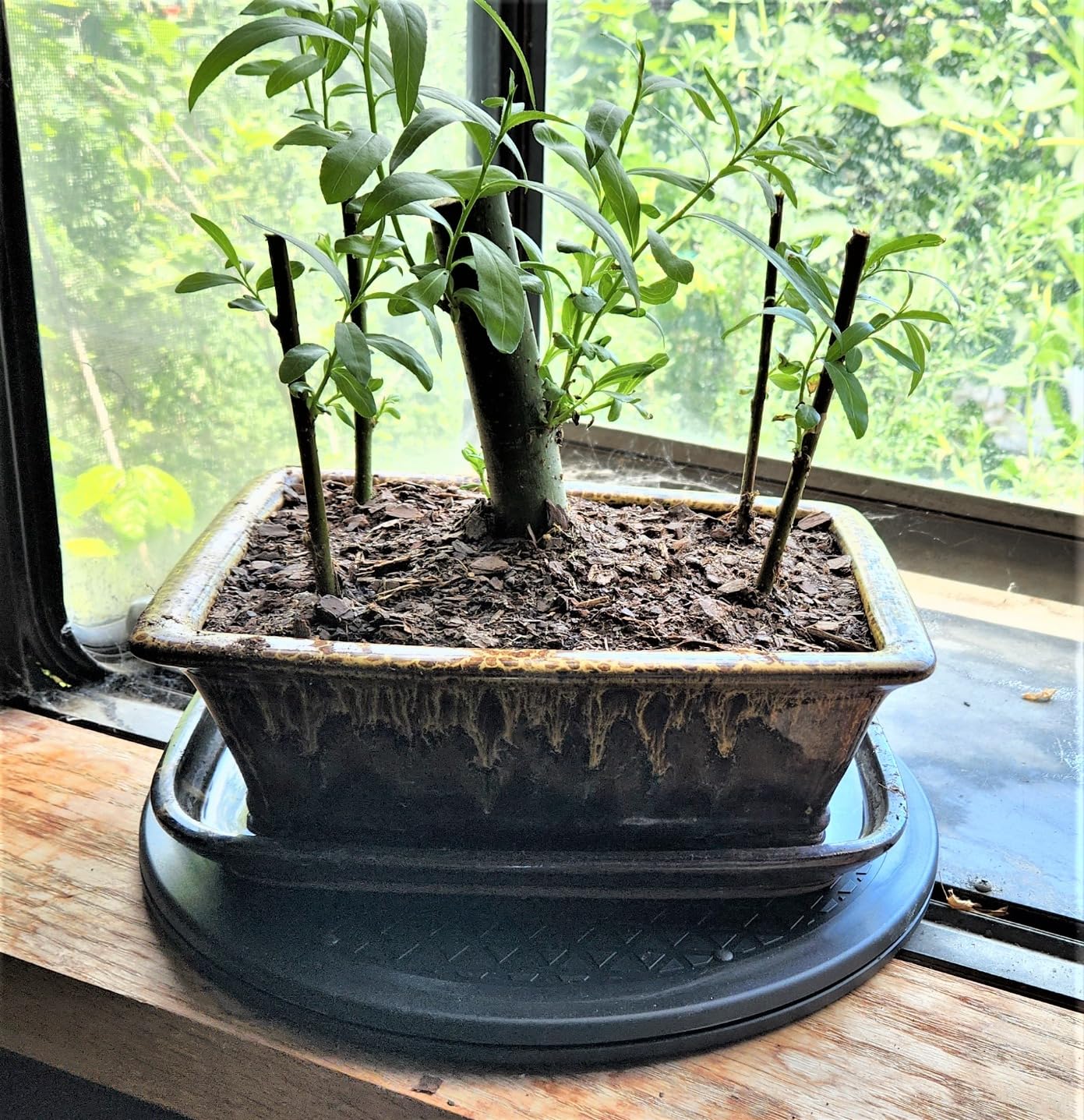 Mighty Mini Bonsai Tree Turntable 12.5