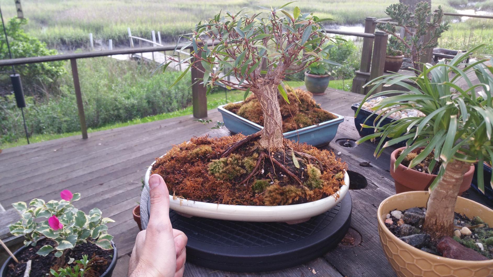 Mighty Mini Bonsai Tree Turntable 12.5