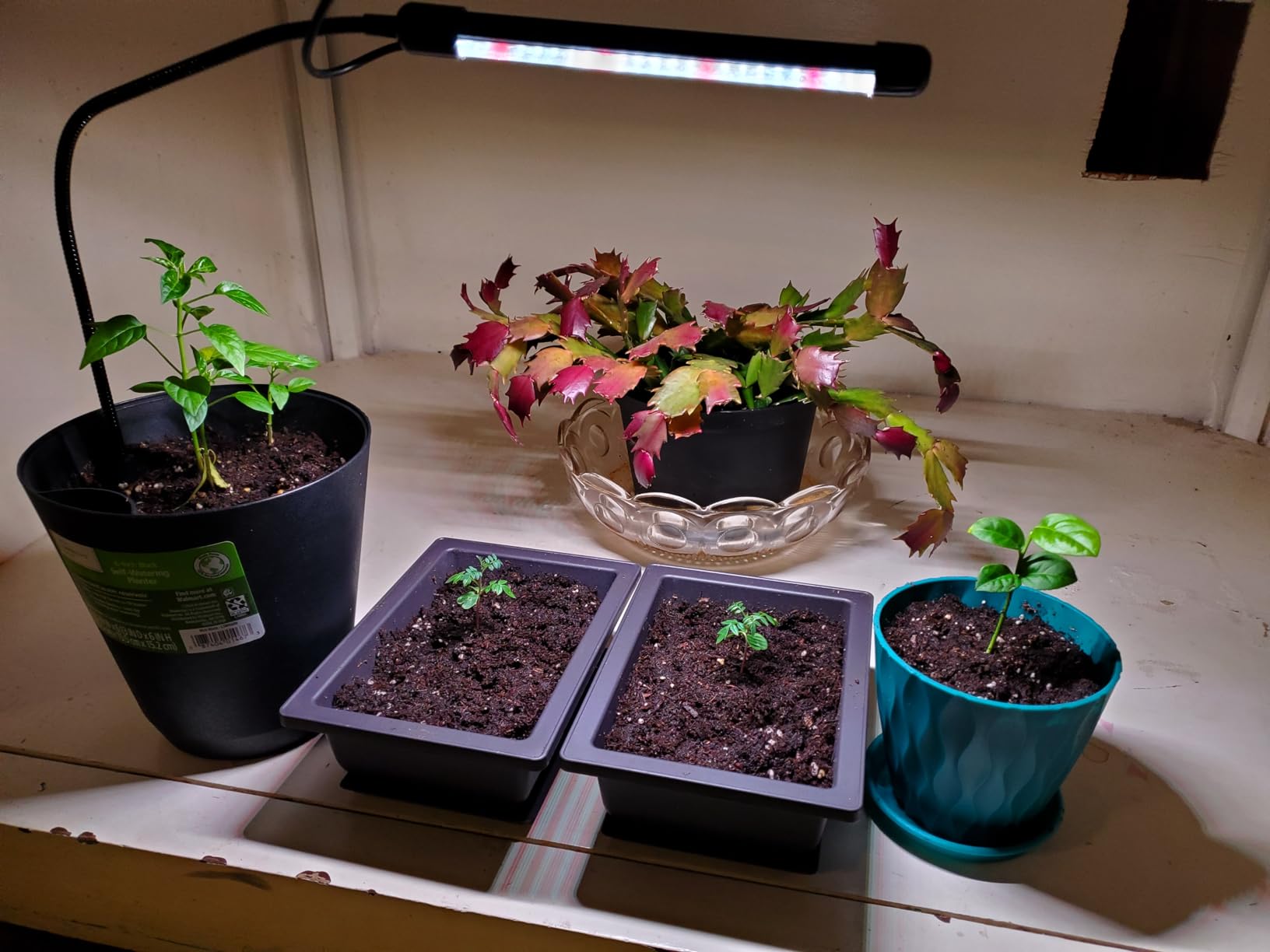 Bonsai Outlet Training Pots with Humidity Trays - Built in Mesh, Six Inch Large Planters + Made from Durable Shatter Proof Poly-Resin, Set of 3 Pot Set customer photo 1