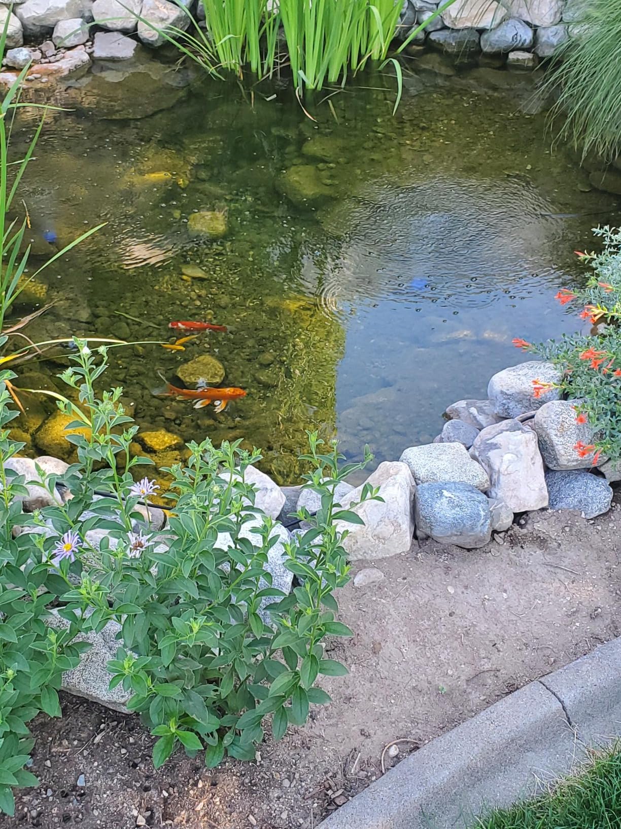 CrystalClear PondAir 4, Complete Aeration Kit, Whisper Quiet Water Garden Oxygenation Bubbler System Adds Oxygen to Koi & Fish Ponds, Outdoor Aerator Compressor Pump, Tubing & 4 Air Submersible Stone customer photo 2