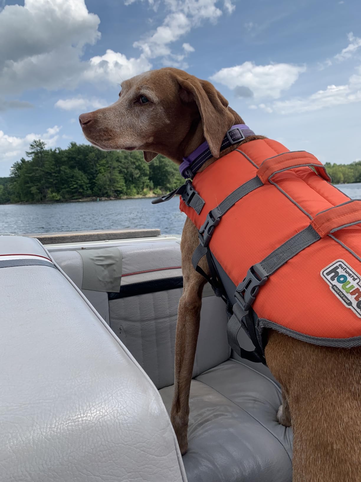 Outward Hound Granby Splash Dog Life Jacket, Life Vest, Orange, Medium | Max Buoyancy, Adjustable Fit, Head/Neck Support, Rescue Handle, Reflective, Swimming & Boating customer photo 2