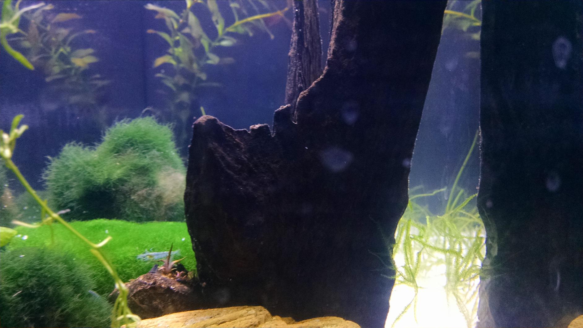 SPEC Aquarium Kit, Aquarium with LED Lighting and 3-Stage Filtration System, 5-Gallon customer photo 1